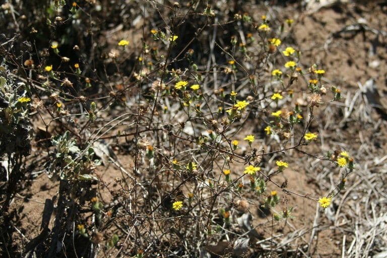 Lessingia 5