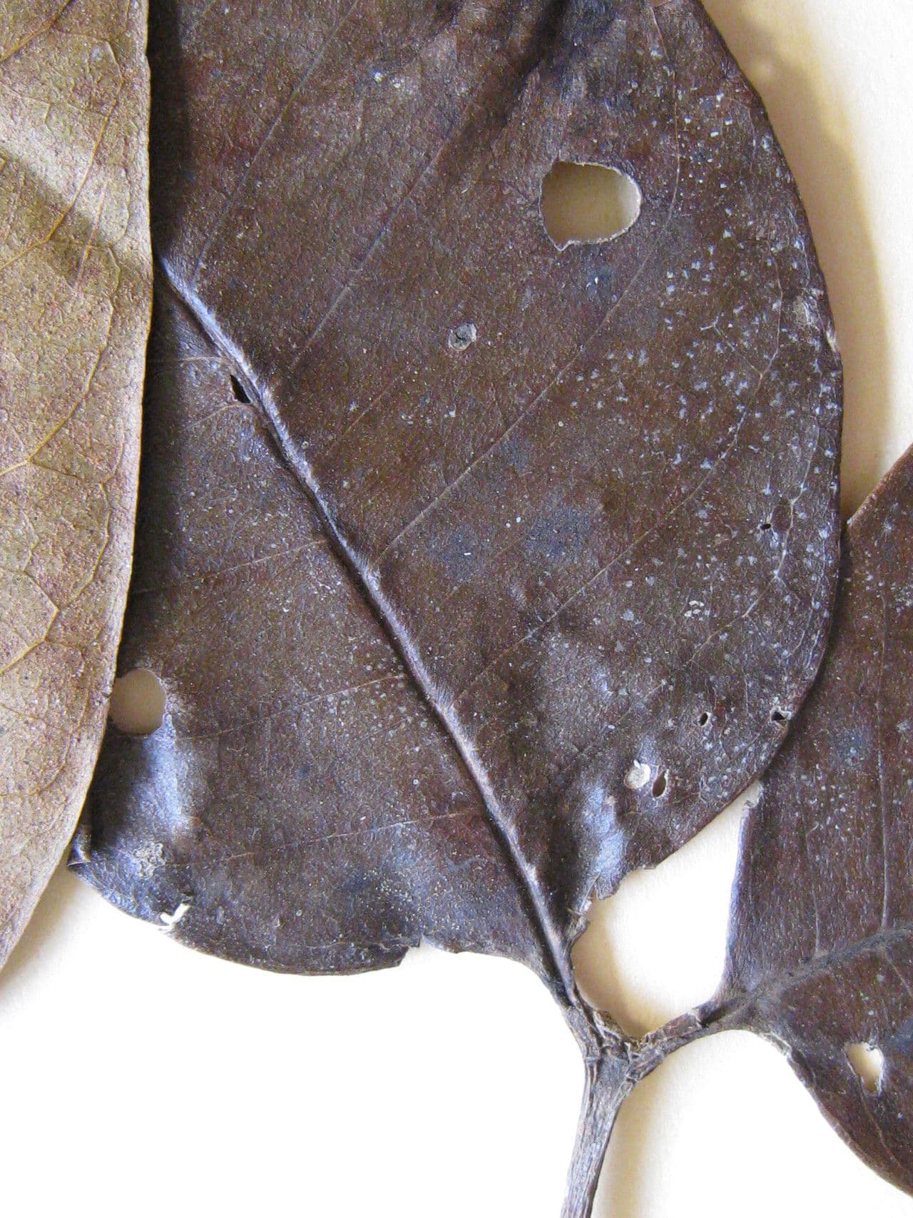 Zanthoxylum 14