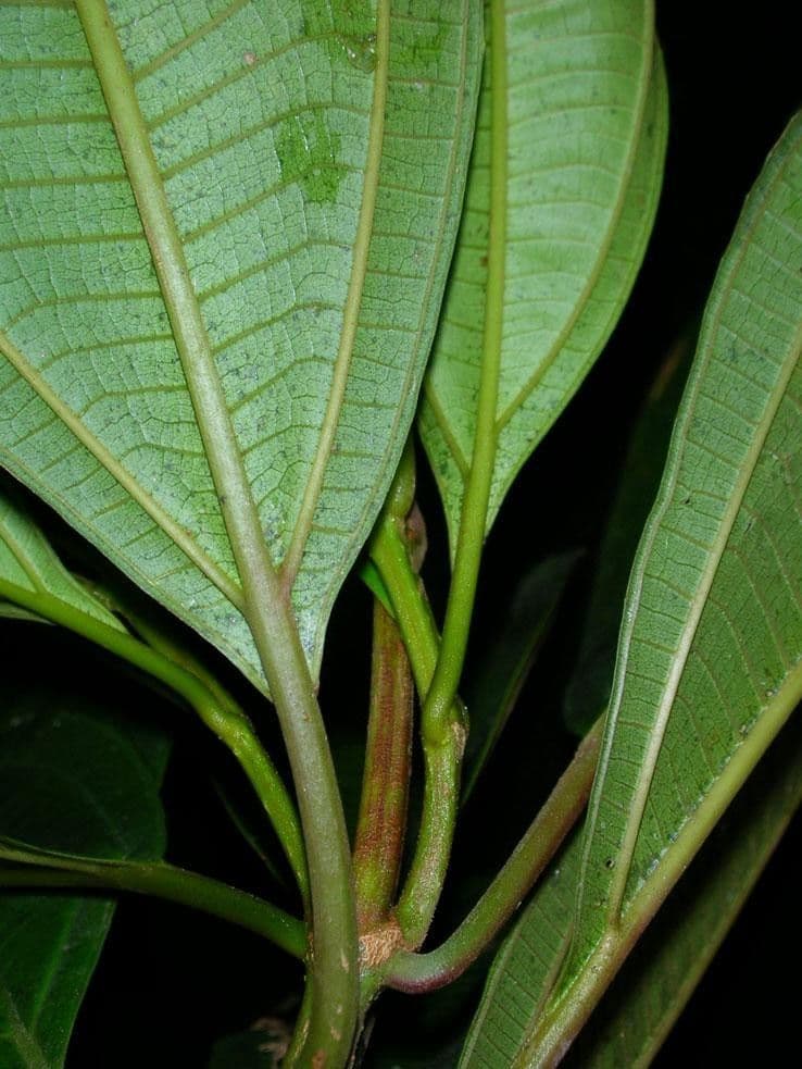 Conostegia luquillo 18