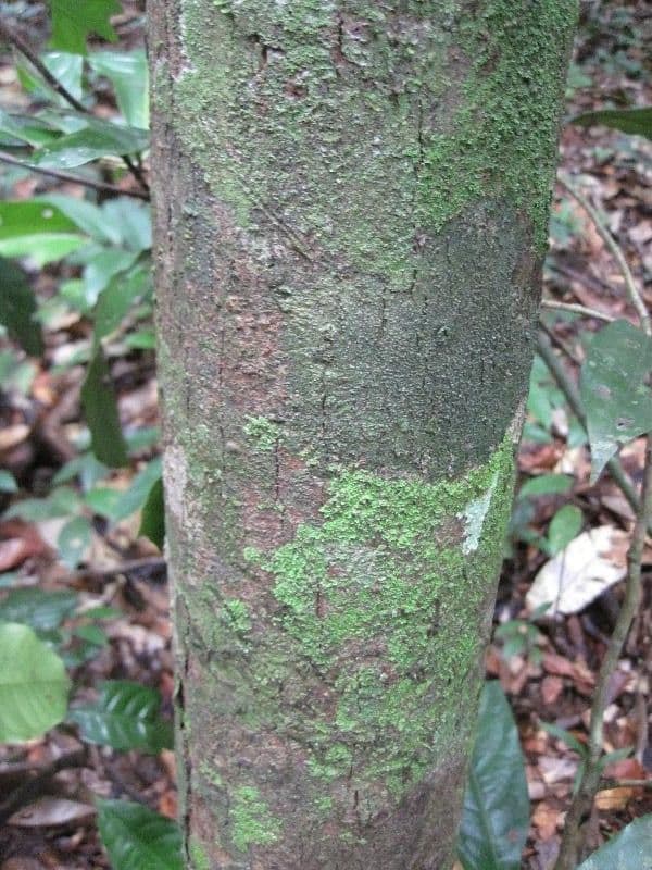 Pouteria 8