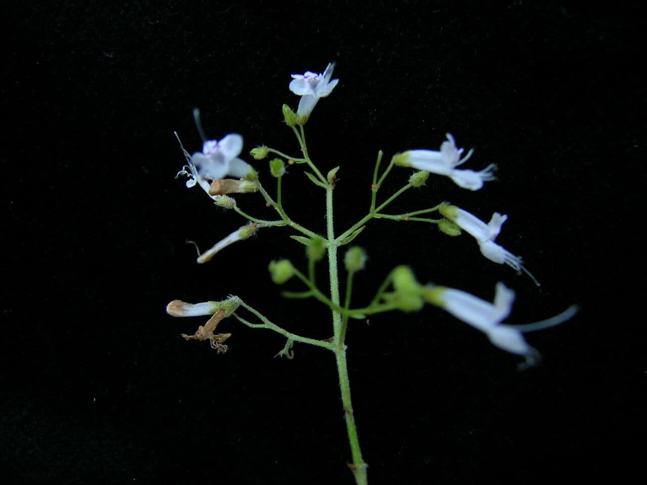 Isodon lophanthoides 3