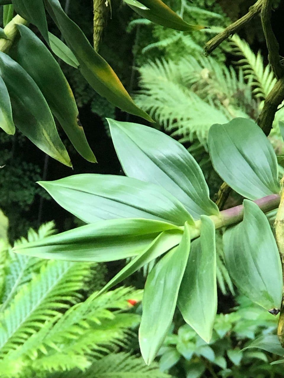 Dendrobium victoriae-reginae 16