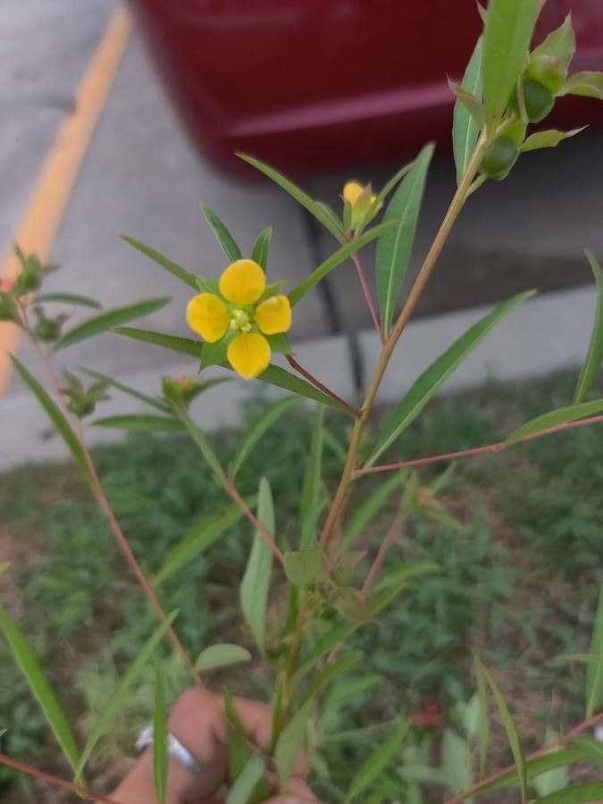 Ludwigia alternifolia 9