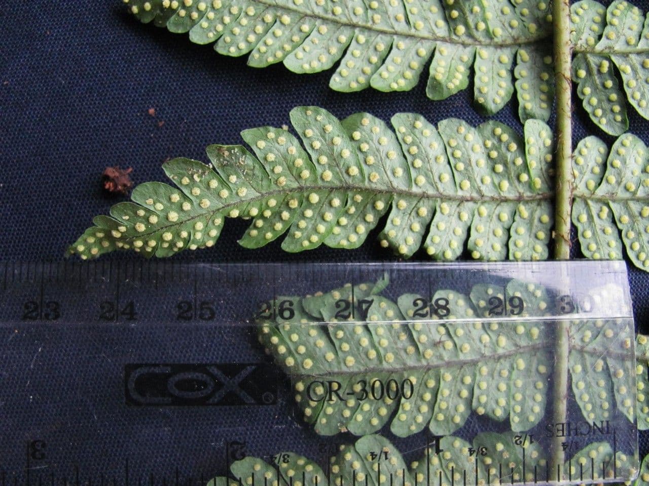 Jagleaf Dschungelfarn 3