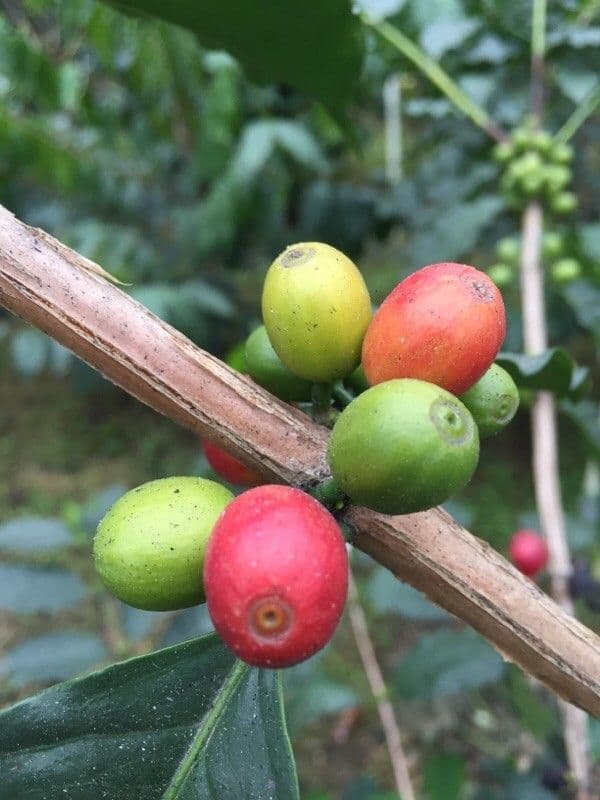 Caffè arabico