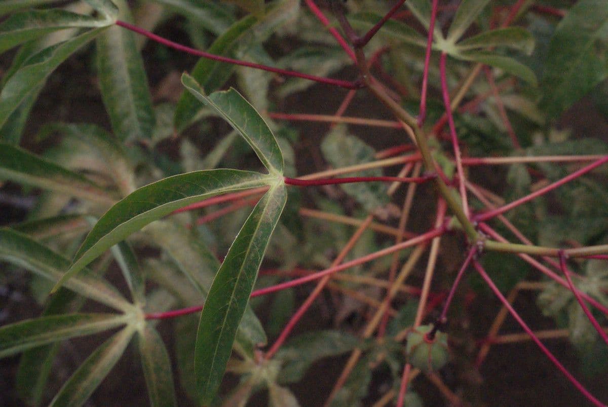 Zanthoxylum 9