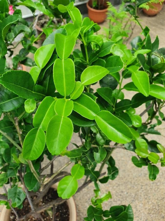 Combava 16