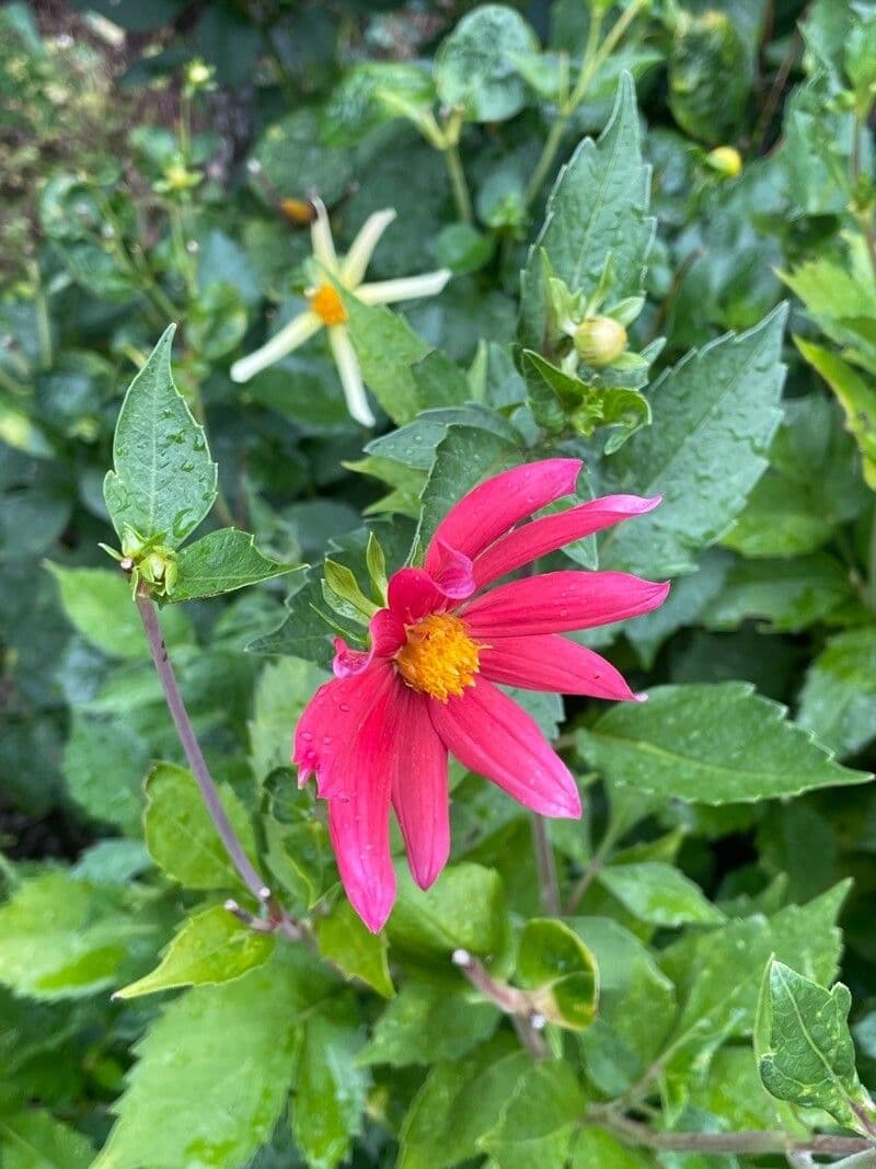 Dalia rossa 7