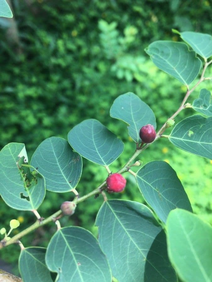 Breynia vitis-idaea 7