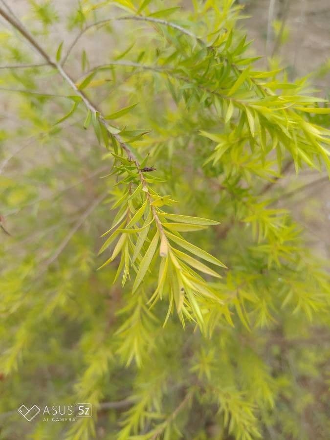 Schwarzer Teebaum 8