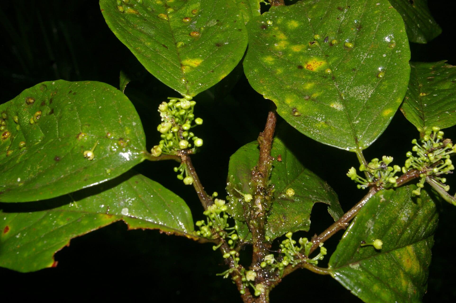 Colubrina 12