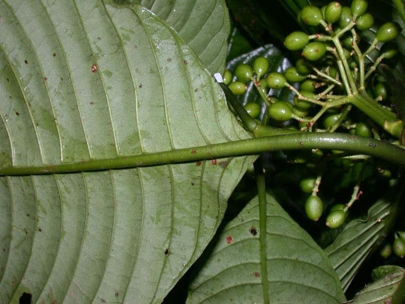 Psychotria 16