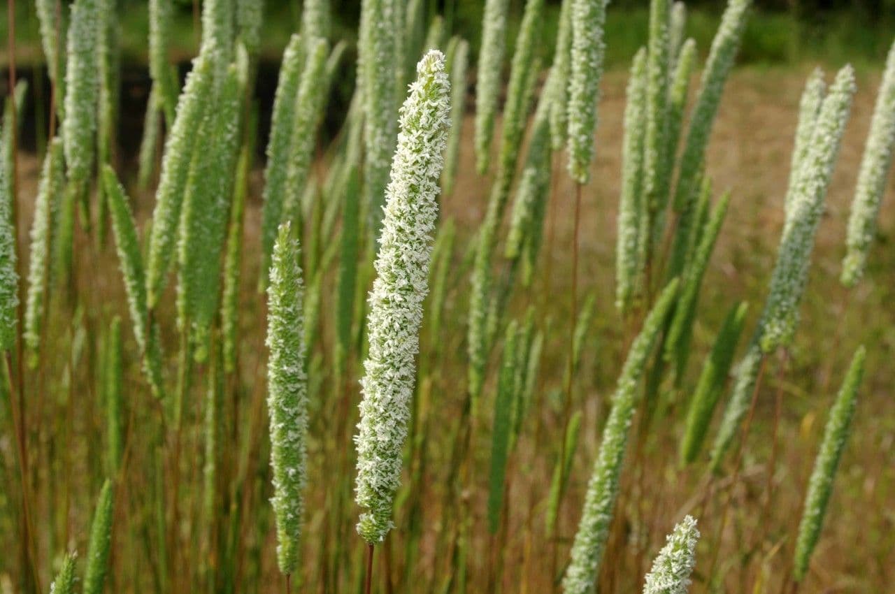 Codolina nuda 12