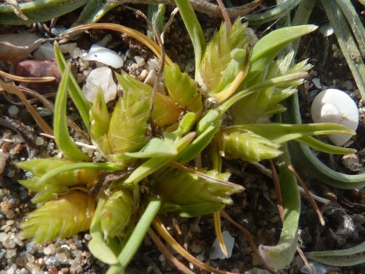 Ammochloa 6
