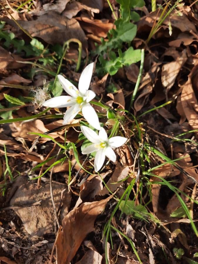 Ornithogalum 8