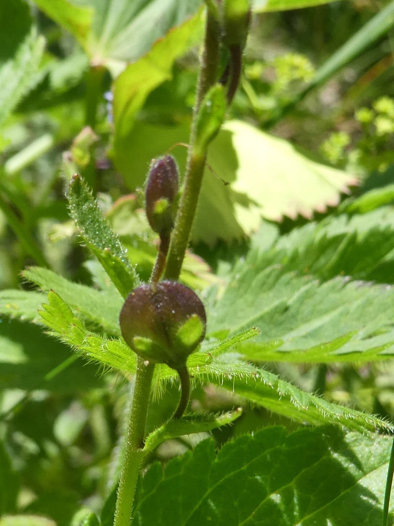 Veronica ponae