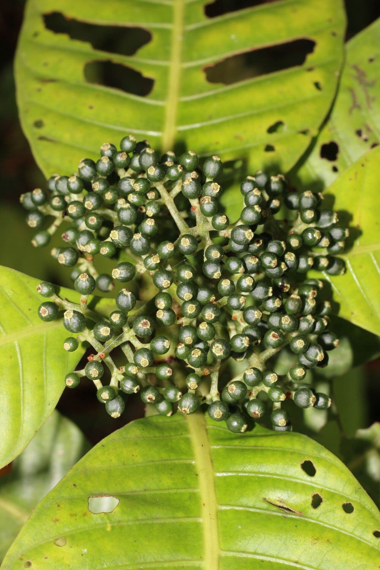 Psychotria 2