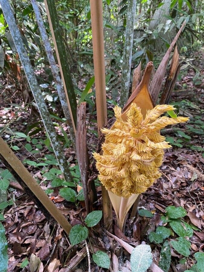 Attalea
