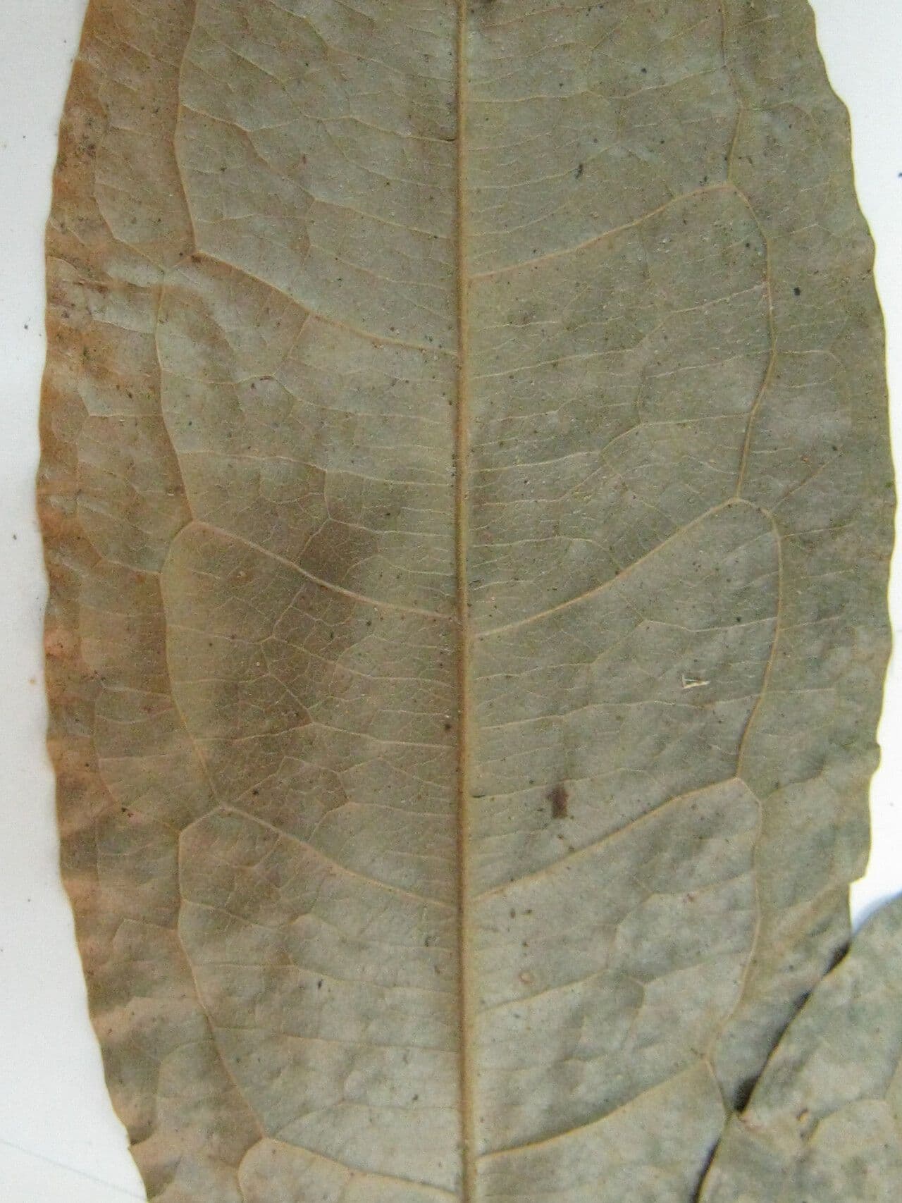 Duguetia 3