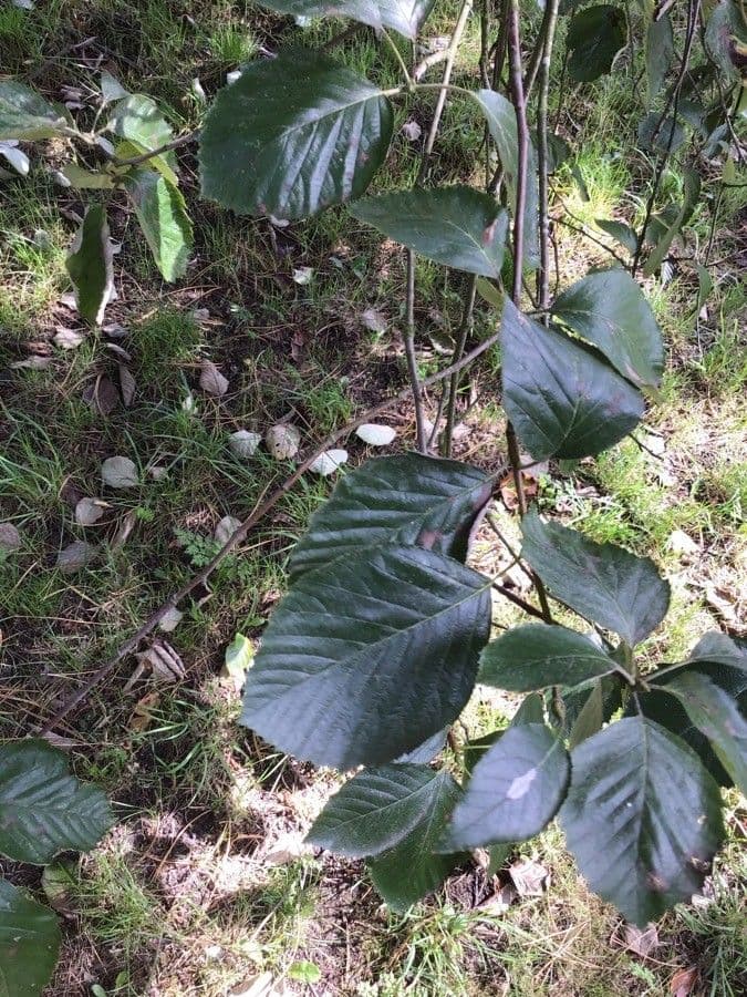Karpatiosorbus