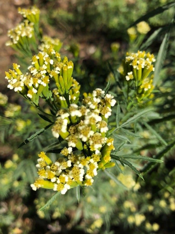 Tagetes minuta 10