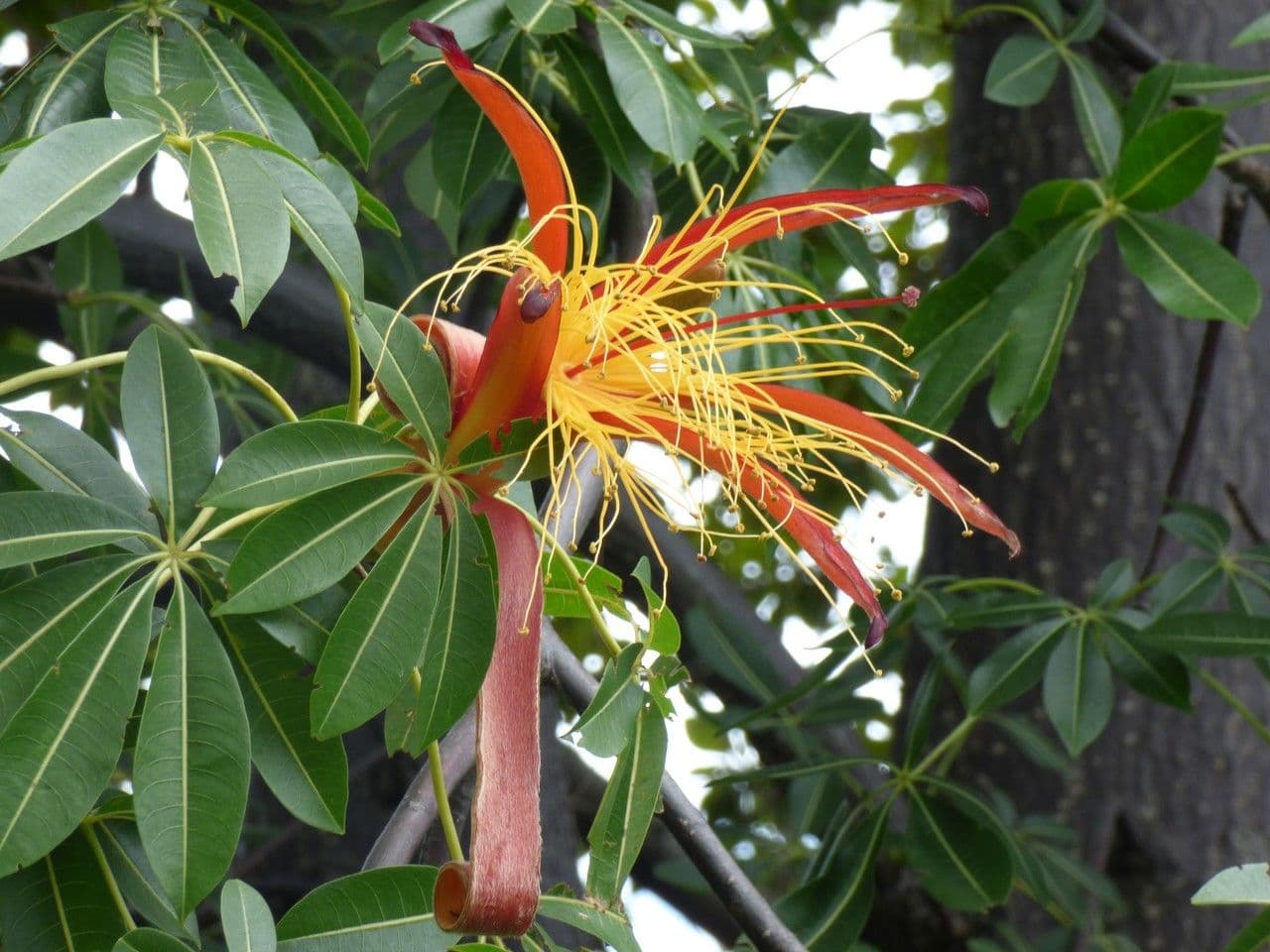 Baobab 4