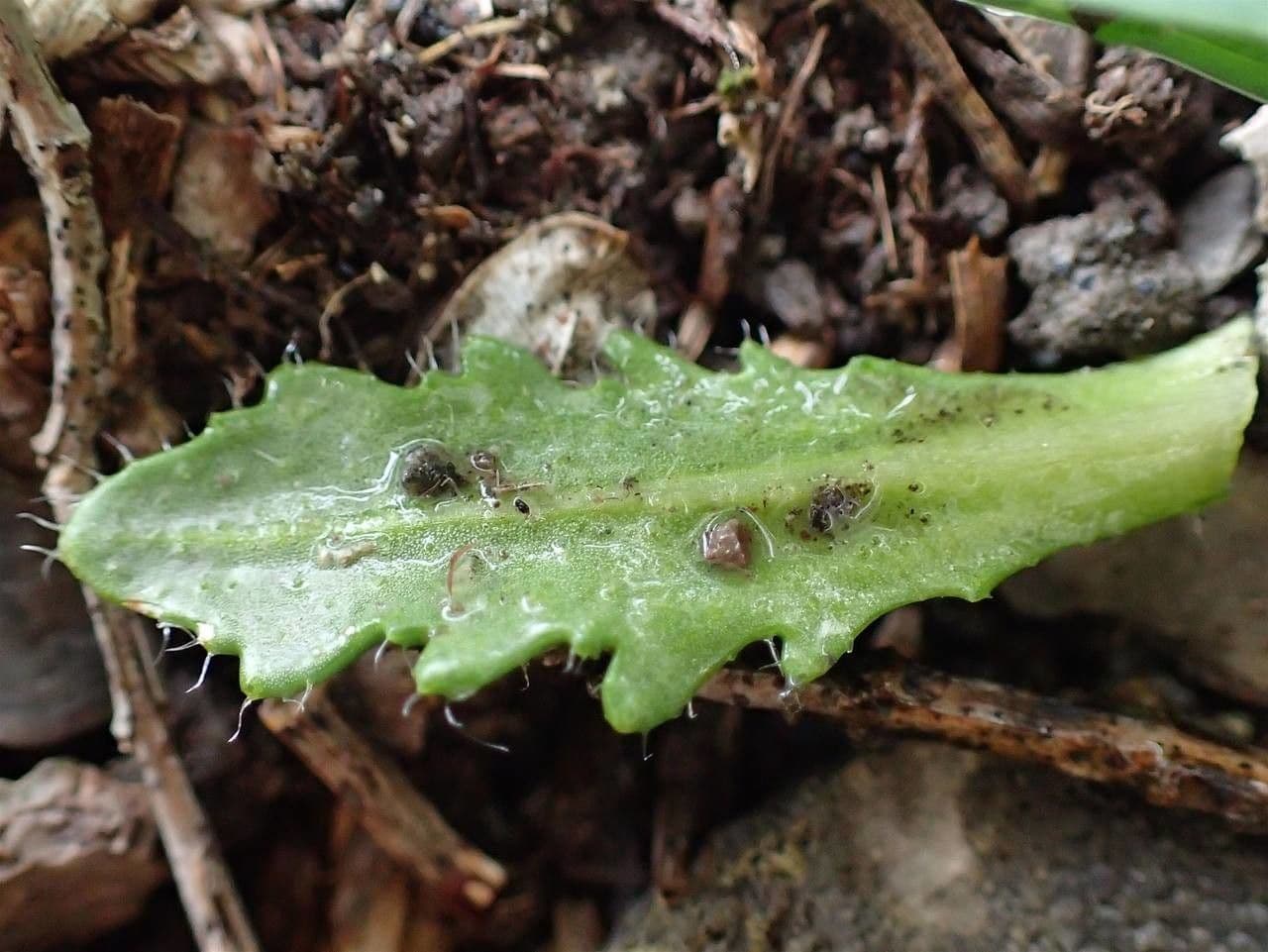 Arabis scabra 16