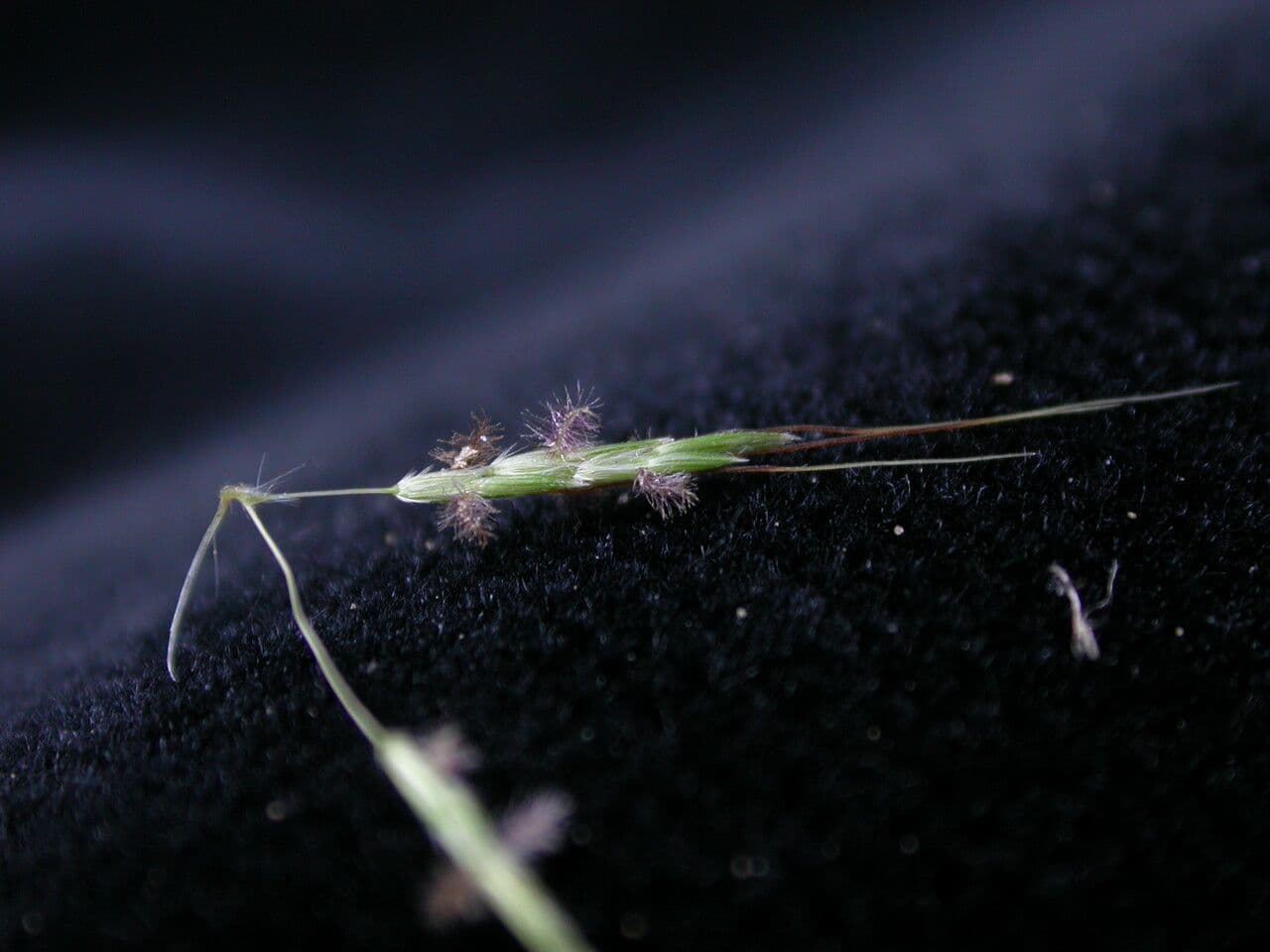 Capillipedium 5