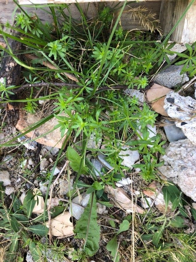 Asperula 14