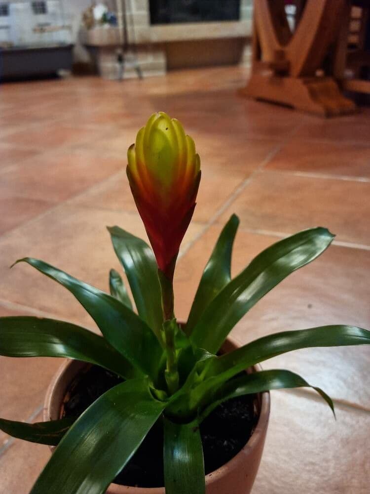 Vriesea 3