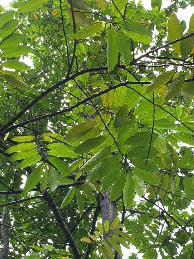Dipterocarpus 6