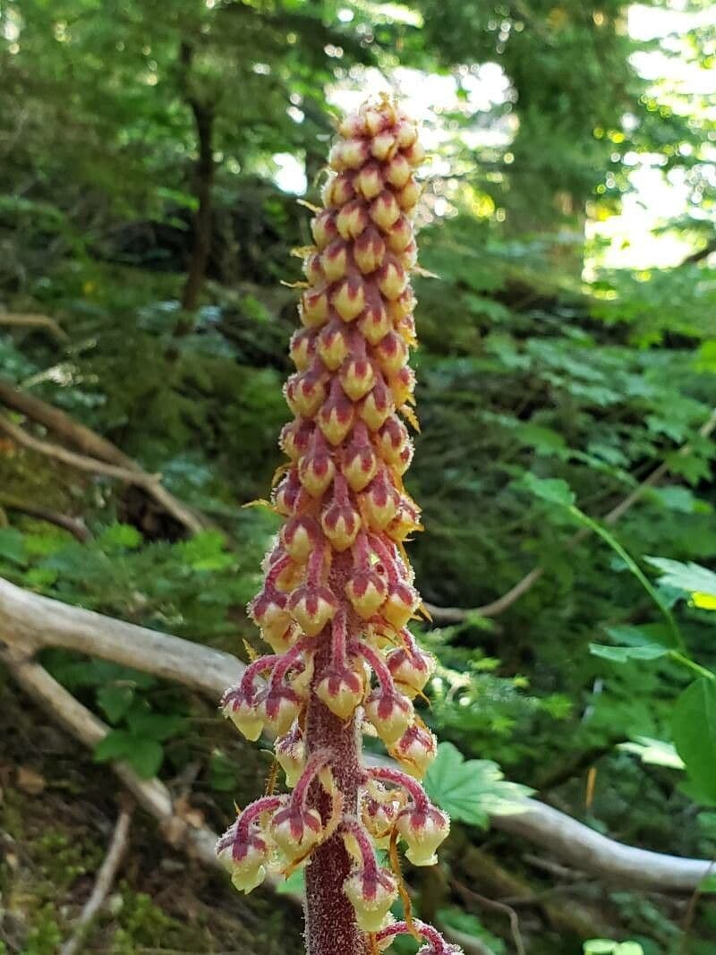 Pterospora andromedea 6