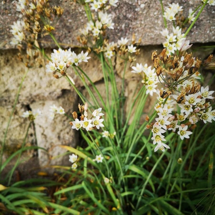 Nothoscordum 13