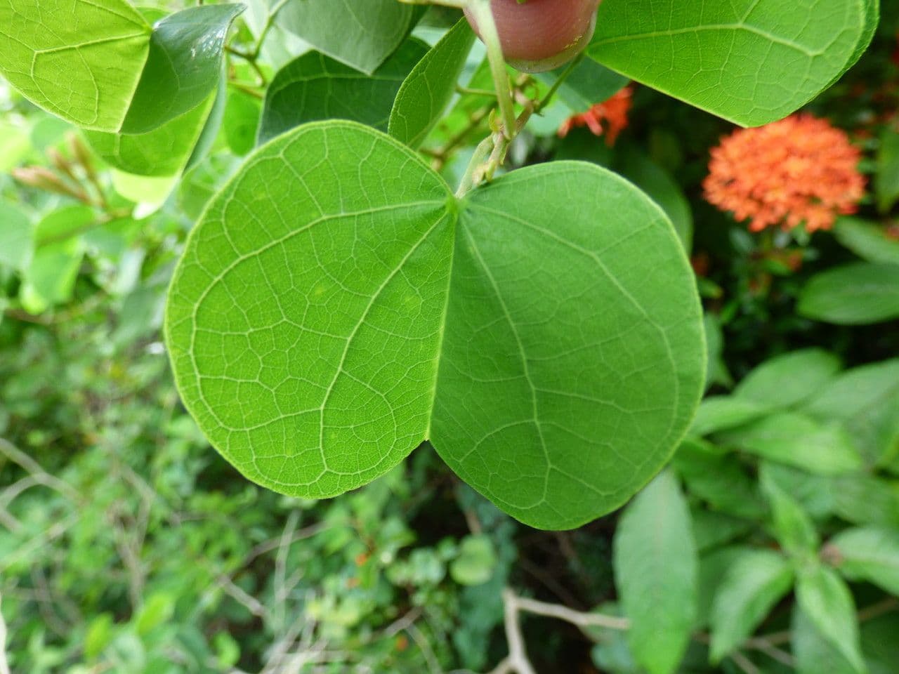 Bauhinia galpinii 15