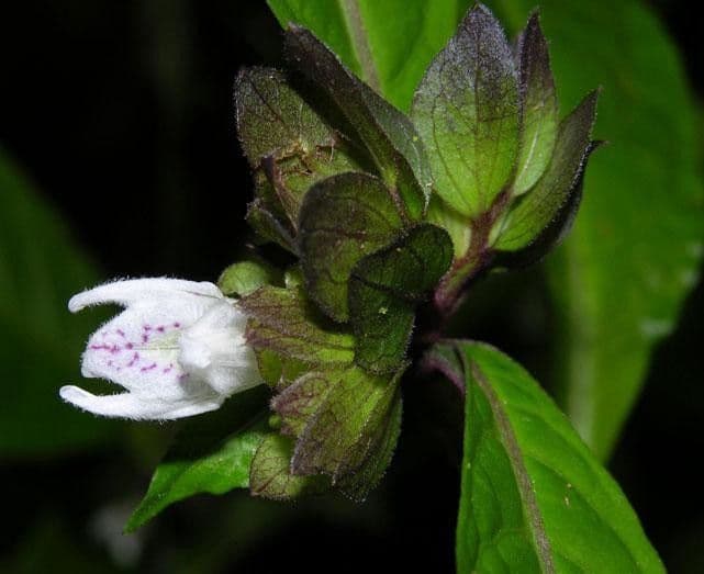 Herpetacanthus 4