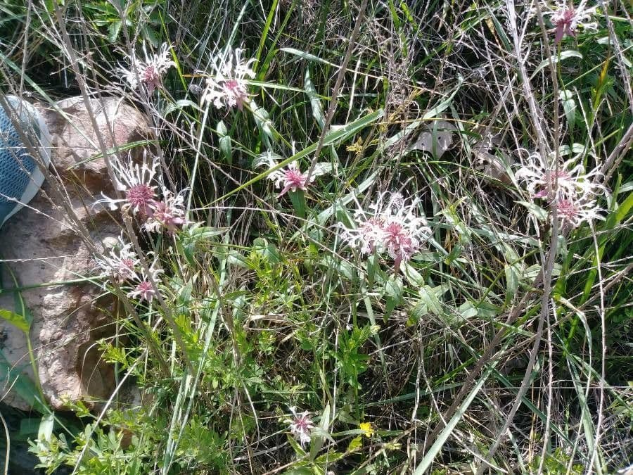 Monarda 28