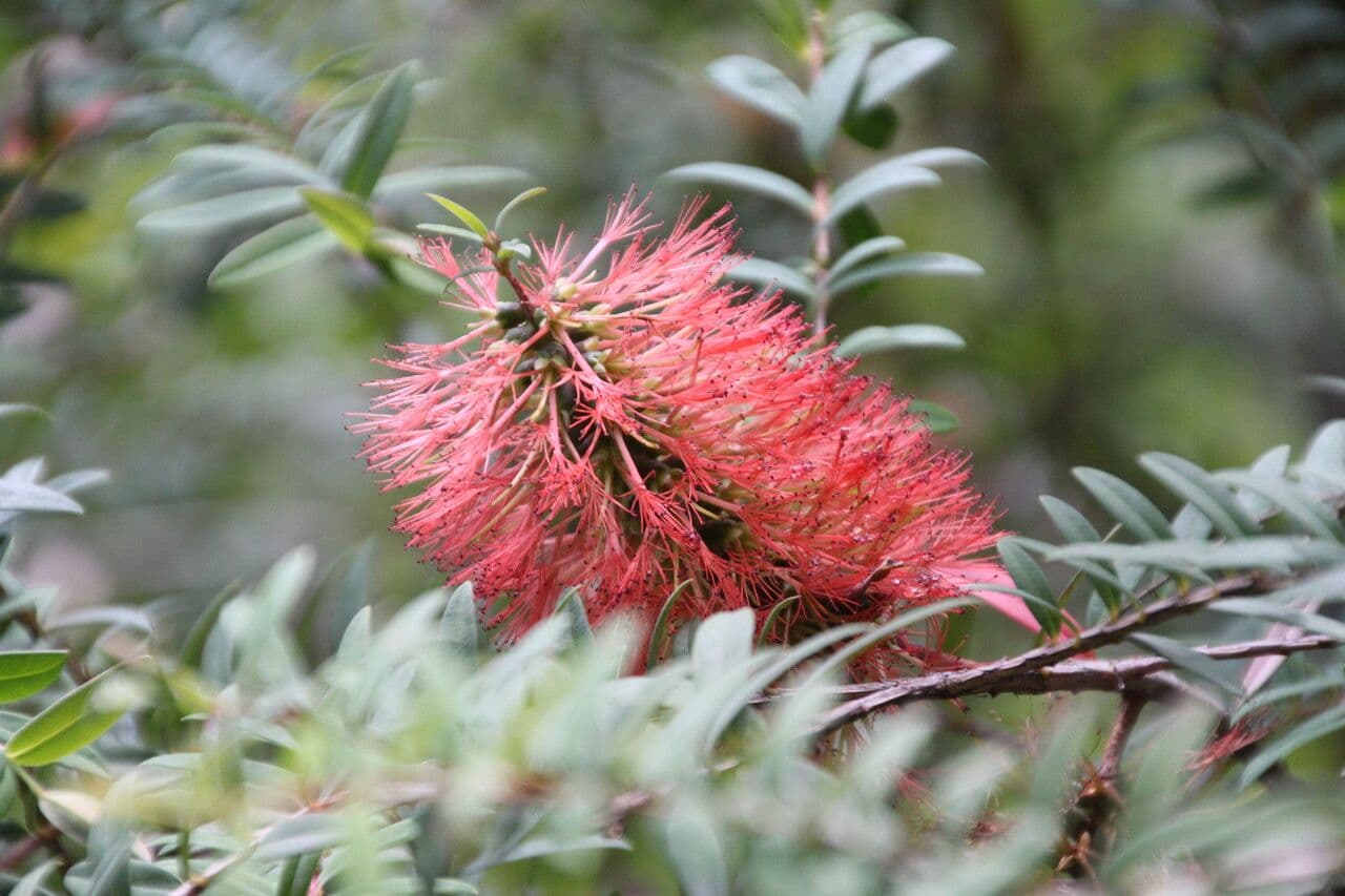 Teebaum 8