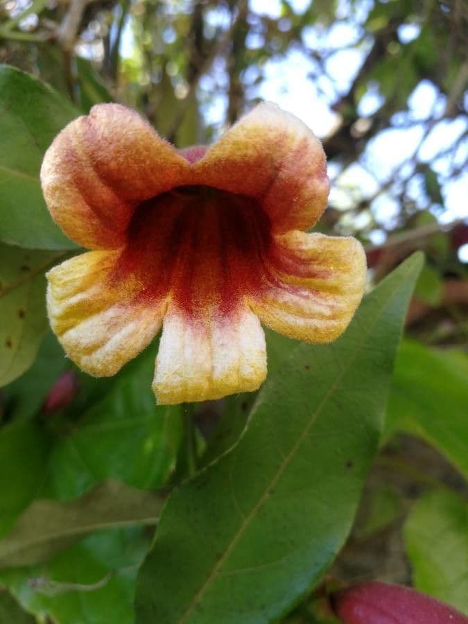 Bignonia 6