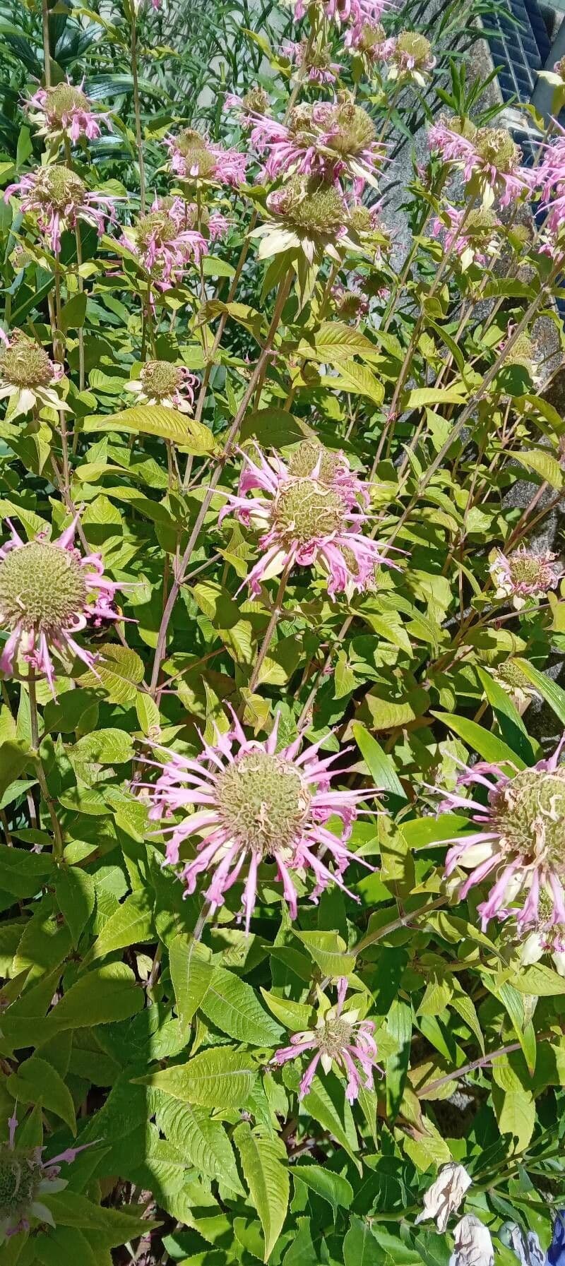Monarda 11