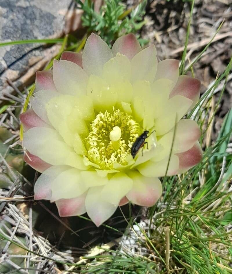 Cactus barbiche 3