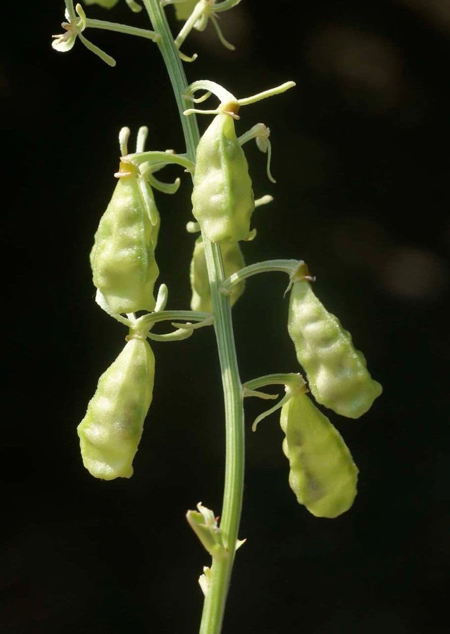 Rezeda 3