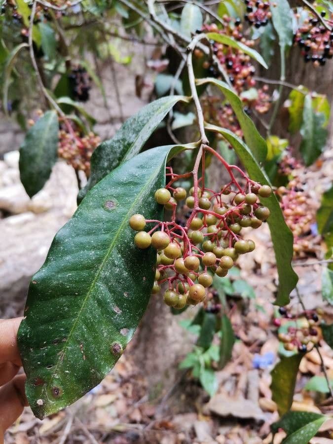 Ardisia 5