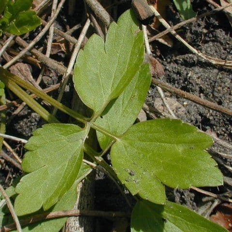 Ranunculus hispidus 12