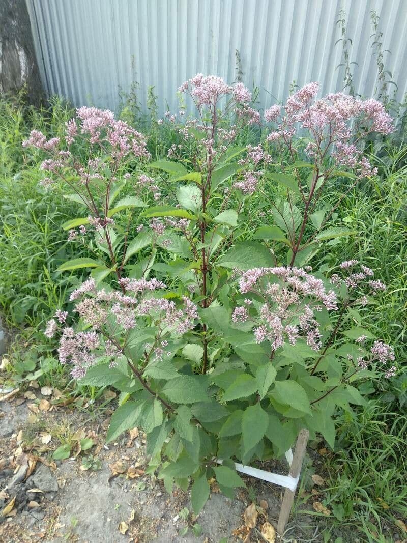 Eupatorio maculato 8