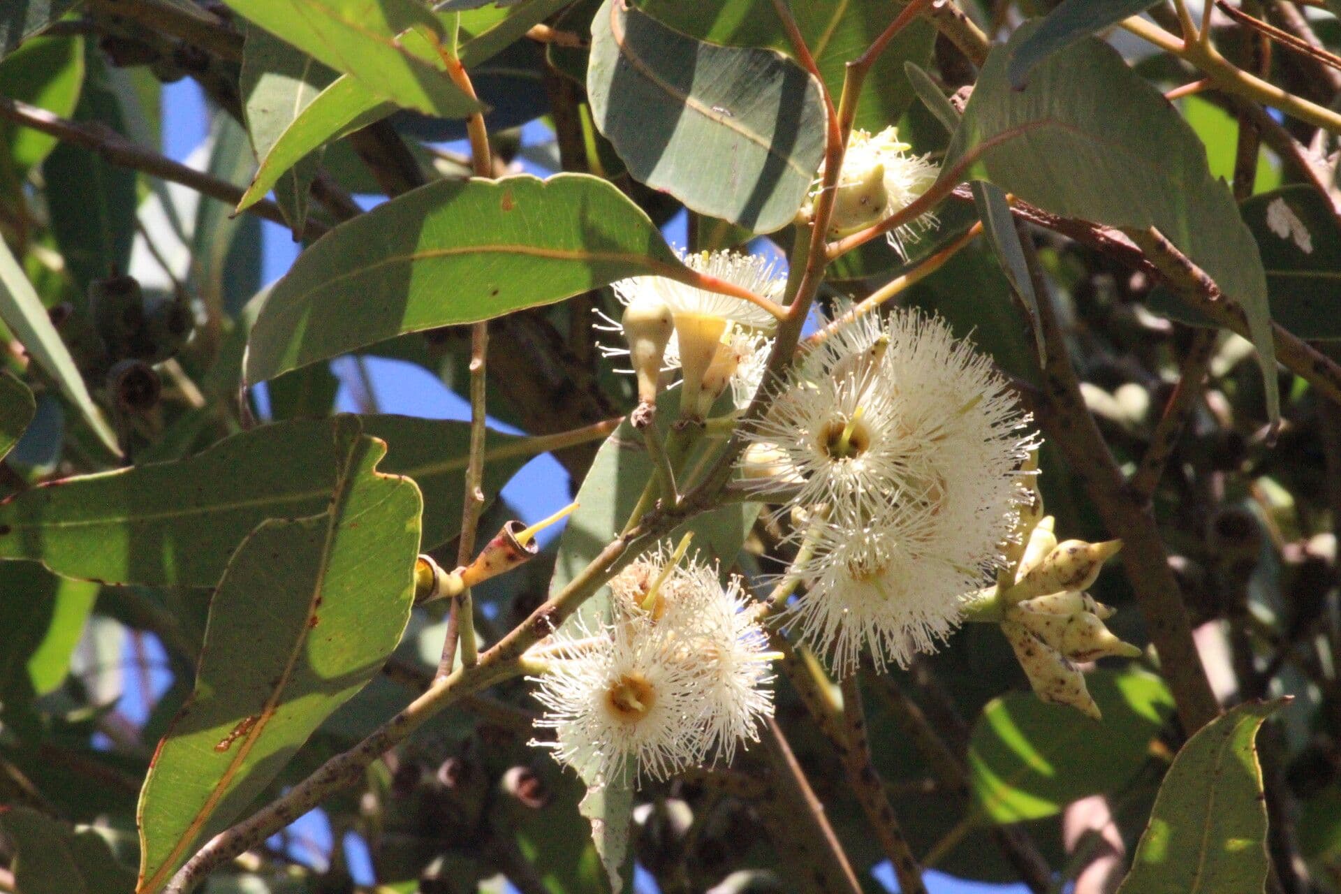 Robust-Eukalyptus 10