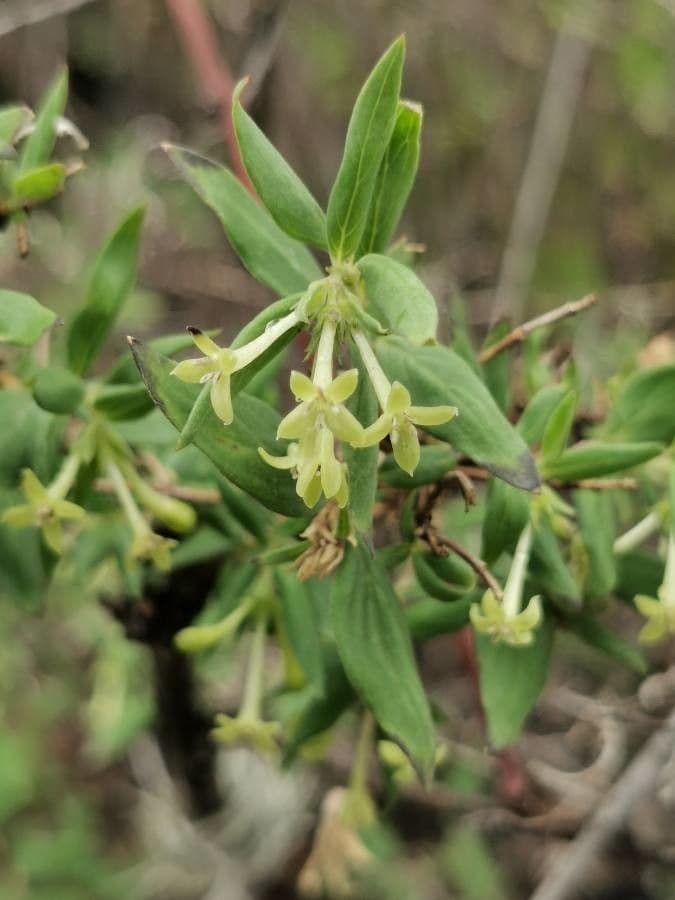 Bouvardia multiflora