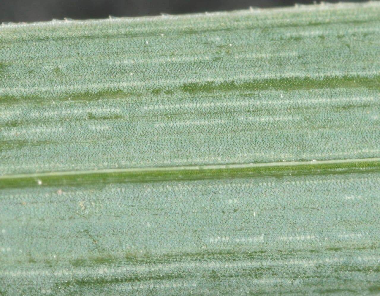 Carice rostrata 17