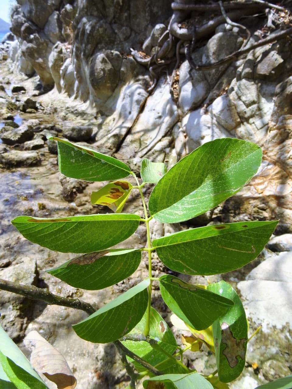 Piscidia carthagenensis 13