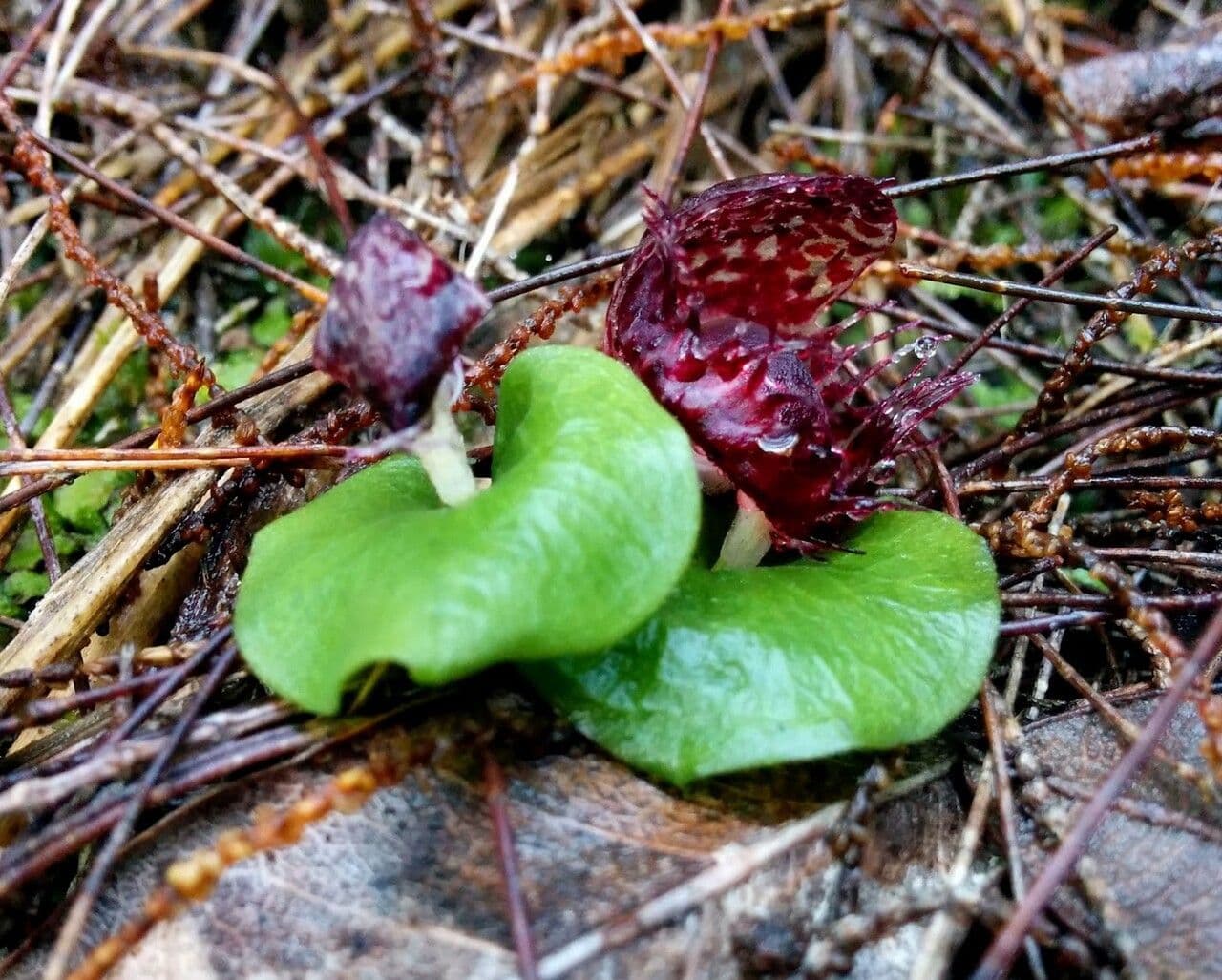 Corybas 2