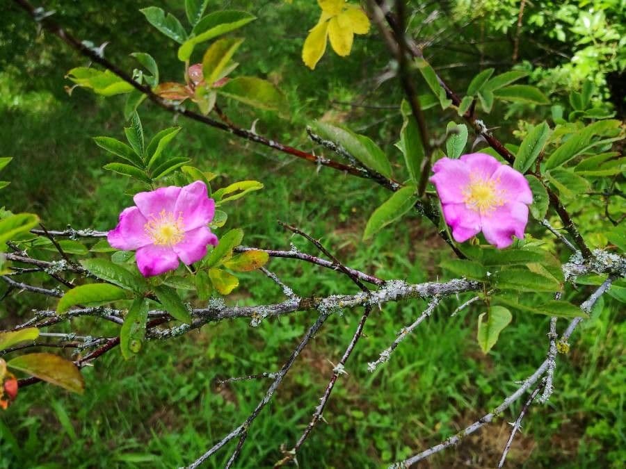 Rosa della Dauria 2